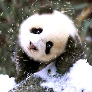 Sichuan Giant Panda Sanctuaries